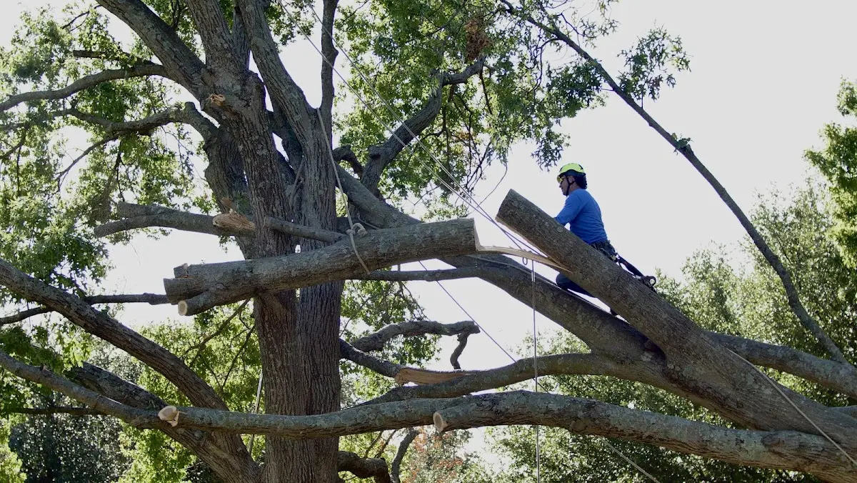 Professional Hazardous Tree Removal performed by certified arborists in Jenks