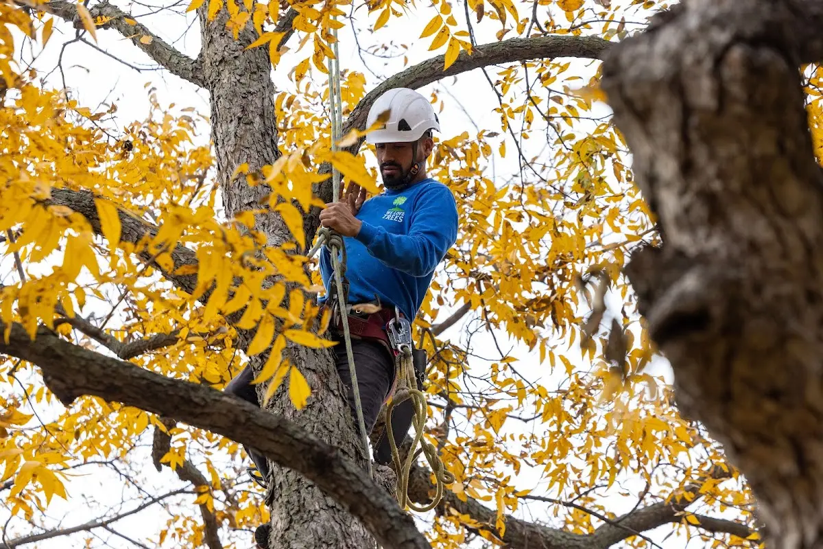 Skilled Tree Trimming crew working in Jenks