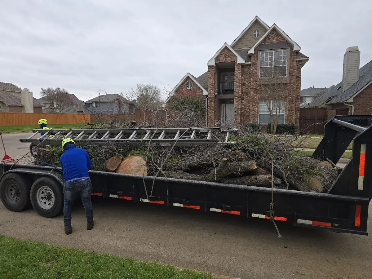 Expert Tree Removal with proper safety equipment in Jenks